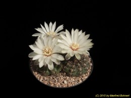 Gymnocalycium rotundicarpum 946